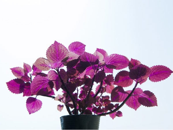 花卉攤位租賃-興隆花卉示范園為您普及室內養植物的好處。